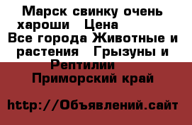 Марск свинку очень хароши › Цена ­ 2 000 - Все города Животные и растения » Грызуны и Рептилии   . Приморский край